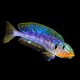 ENANTIOPUS SP "KILESA" (RARE CICHLID) F0 5-6inch