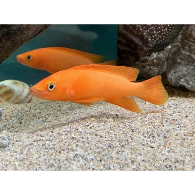 NEOLAMPROLOGUS LELEUPI ORANGE