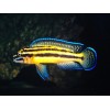 JULIDOCHROMIS MARKSMITHI (RARE) 3CM
