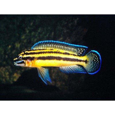 JULIDOCHROMIS MARKSMITHI (RARE) 3CM