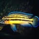 JULIDOCHROMIS MARKSMITHI (RARE) 3CM