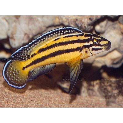 JULIDOCHROMIS MARKSMITHI (RARE) 3CM