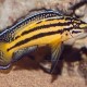 JULIDOCHROMIS MARKSMITHI (RARE) 3CM