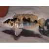 LAMPROLOGUS MELEAGRIS OR STAAPPERSI - RARE (1inch)