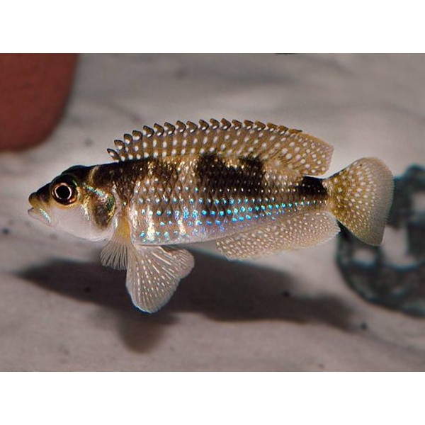 LAMPROLOGUS MELEAGRIS OR STAAPPERSI - RARE (1inch)