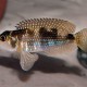 LAMPROLOGUS MELEAGRIS OR STAAPPERSI - RARE (1inch)