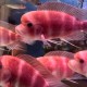 COPPER BAND OR RED FRONTOSA - RARE (1.5INCH)