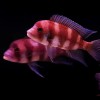 COPPER BAND OR RED FRONTOSA - RARE (1.5INCH)