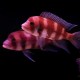 COPPER BAND OR RED FRONTOSA - RARE (1.5INCH)
