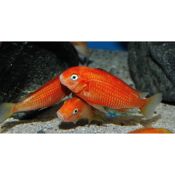 TROPHEUS CARAMBA REDBISHOP