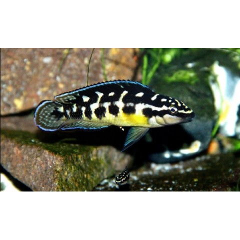 JULIDOCHROMIS TRANSCRIPTUS BEMBA (1.5inch)