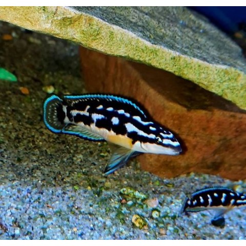 JULIDOCHROMIS TRANSCRIPTUS BEMBA (1.5inch)