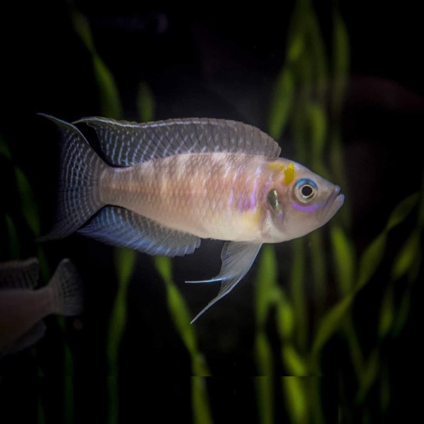NEOLAMPROLOGUS CALLIURUS (3CM)