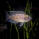 NEOLAMPROLOGUS CALLIURUS (3CM)