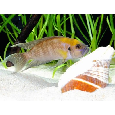 NEOLAMPROLOGUS CALLIURUS (3CM)