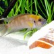 NEOLAMPROLOGUS CALLIURUS (3CM)