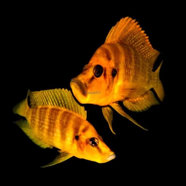 ALTOLAMPROLOGUS COMPRESSICEPS MANDARIN TALAMA (RARE) 3INCH
