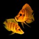 ALTOLAMPROLOGUS COMPRESSICEPS MANDARIN TALAMA (RARE) 3INCH