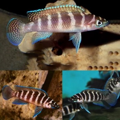 NEOLAMPROLOGUS CYLINDRICUS