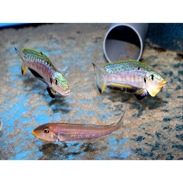 ENANTIOPUS SP "KILESA" (RARE CICHLID) F0 5-6inch