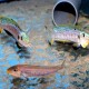 ENANTIOPUS SP "KILESA" (RARE CICHLID) F0 5-6inch
