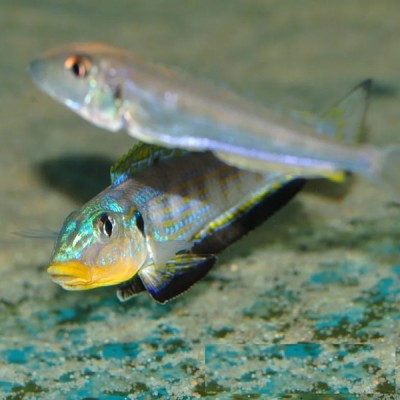 ENANTIOPUS SP "KILESA" (RARE CICHLID) F0 5-6inch