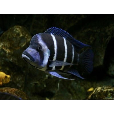 CYPHOTILAPIA GIBBEROSA MOBA ZAIRE (6inch) CYPHOTILAPIA GIBBEROSA MOBA ZAIRE (6inch)