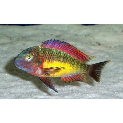 TROPHEUS MOORII RED RAINBOW KASANGA (1.5inch)