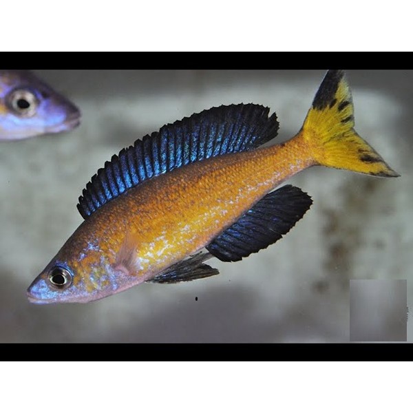 CYPRICHROMIS MICROLEPIDOTUS KASAI (RARE) 1.5inch