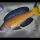 CYPRICHROMIS MICROLEPIDOTUS KASAI (RARE) 1.5inch