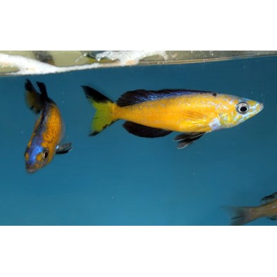 CYPRICHROMIS MICROLEPIDOTUS KASAI (RARE) 1.5inch CYPRICHROMIS MICROLEPIDOTUS KASAI (RARE) 1.5inch