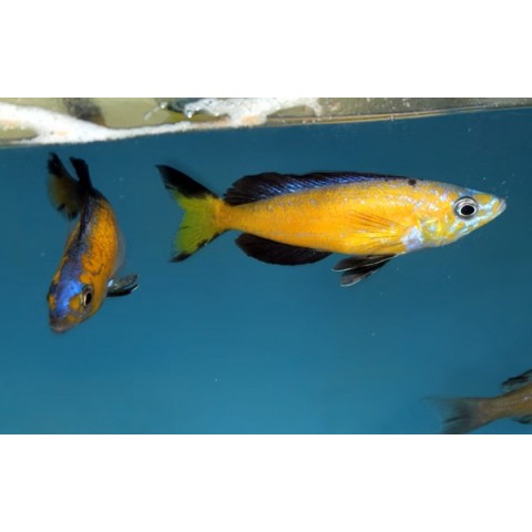 CYPRICHROMIS MICROLEPIDOTUS KASAI (RARE) 1.5inch