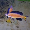 CYPRICHROMIS MICROLEPIDOTUS KASAI (RARE) 1.5inch