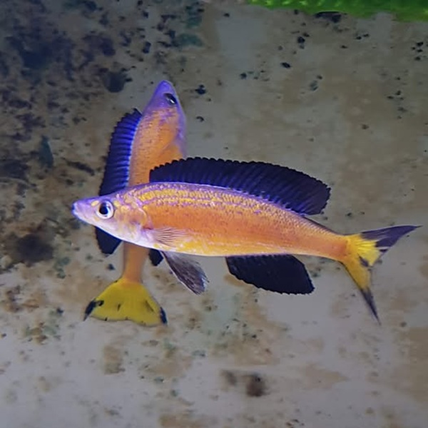 CYPRICHROMIS MICROLEPIDOTUS KASAI (RARE) 1.5inch