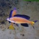 CYPRICHROMIS MICROLEPIDOTUS KASAI (RARE) 1.5inch