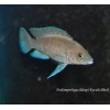 NEOLAMPROLOGUS LELEUPI BLACK - KAVALA BILILIA (RARE) 1.5inch