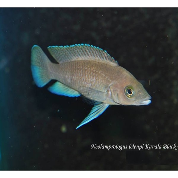 NEOLAMPROLOGUS LELEUPI BLACK - KAVALA BILILIA (RARE) 1.5inch