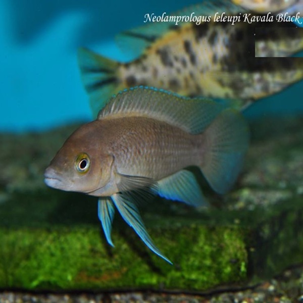 NEOLAMPROLOGUS LELEUPI BLACK - KAVALA BILILIA (RARE) 1.5inch