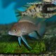 NEOLAMPROLOGUS LELEUPI BLACK - KAVALA BILILIA (RARE) 1.5inch