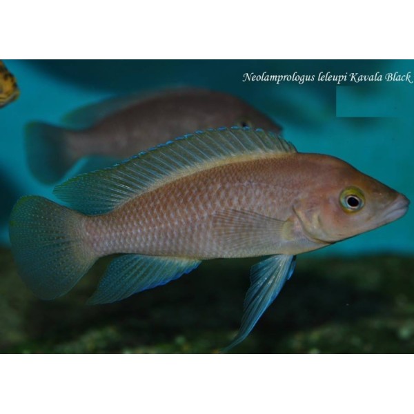 NEOLAMPROLOGUS LELEUPI BLACK - KAVALA BILILIA (RARE) 1.5inch