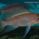 NEOLAMPROLOGUS LELEUPI BLACK - KAVALA BILILIA (RARE) 1.5inch