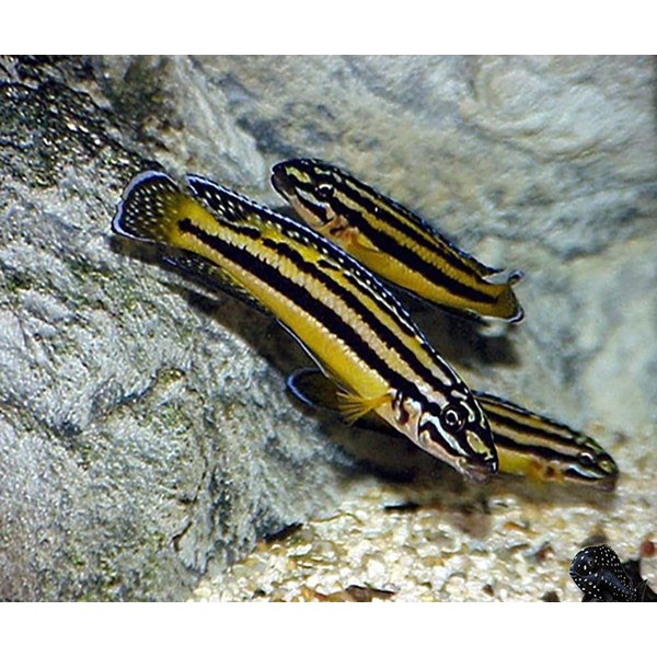 JULIDOCHROMIS MARKSMITHI (RARE) 3CM