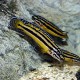 JULIDOCHROMIS MARKSMITHI (RARE) 3CM
