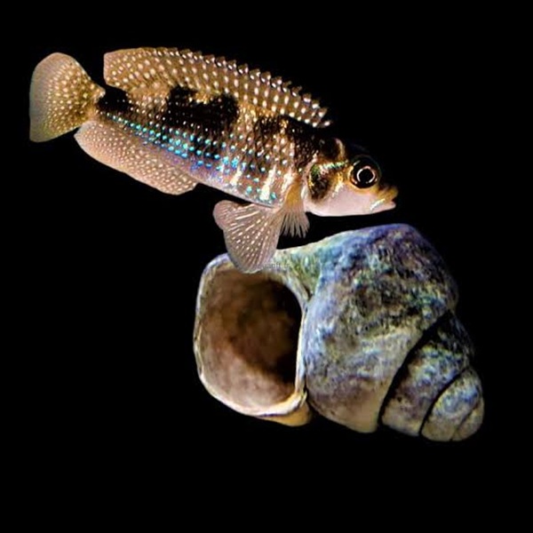 LAMPROLOGUS MELEAGRIS OR STAAPPERSI - RARE (1inch)