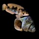 LAMPROLOGUS MELEAGRIS OR STAAPPERSI - RARE (1inch)