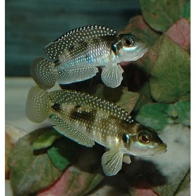 LAMPROLOGUS MELEAGRIS OR STAAPPERSI - RARE (1inch)