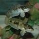 LAMPROLOGUS MELEAGRIS OR STAAPPERSI - RARE (1inch)