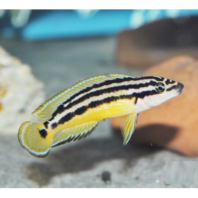 JULIDOCHRMIS ORNATUS KAPAMPA (3cm)
