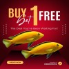 LABIDOCHROMIS CAERULEUS or YELLOW LAB (2.5inch)