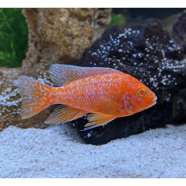 AULONOCARA STRAWBERRY ALBINO PEACOCK (2.2inch)